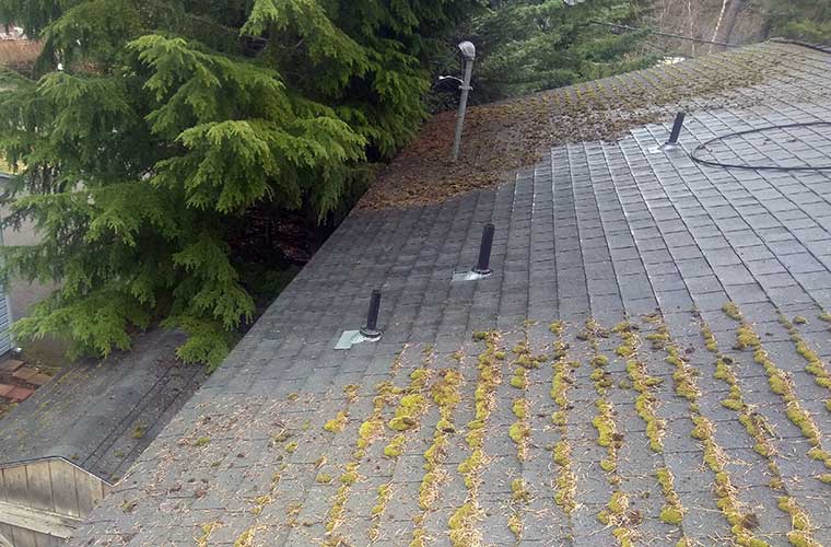 Best Seattle Wa Roof Moss Removal